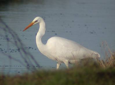 Grote zilverreiger160103